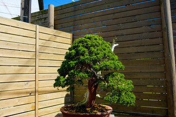 chinese juniper bonsai tree in sunny day in botanic garden