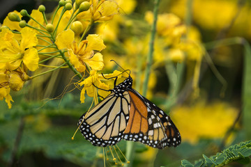 Monarch Butterfly on Yellow flower