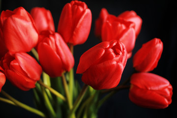 Close up red tulips on black background