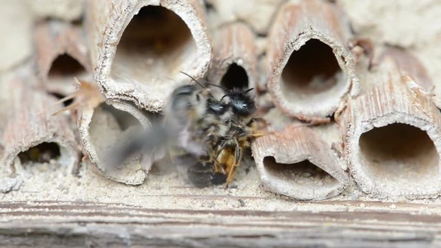 wild solitary bees mating on insect hotel at springtime
