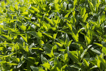 Saponaria officinalis - Soapwort  green leaves background. Nature green leaves pattern