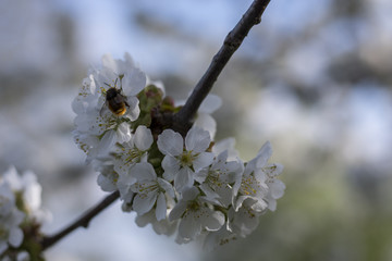 Cherry tree blossom and an insect