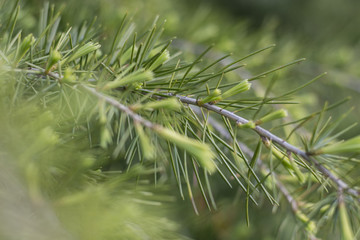 Cedrus deodara (Deodar Cedar, Himalayan Cedar) branches closeup in spring