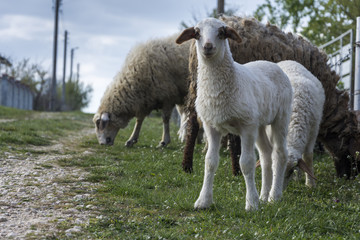 lamb and sheep standing on road