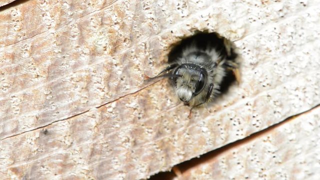 solitary wild bee (Osmia bicornis) looking out of a hole in a tree trunk. insect hotel