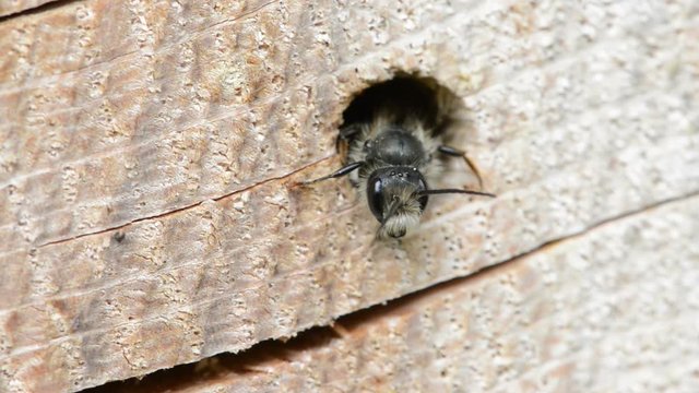 solitary wild bee (Osmia bicornis) looking out of a hole in a tree trunk. insect hotel