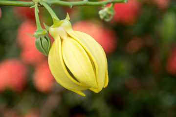 Ylang ylang flower (Cananga odorata)