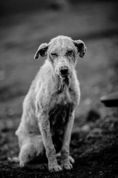 Black and white photo of an abandoned, lost dog