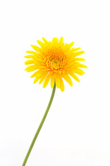 Closeup a yellow gerbera daisy flower.