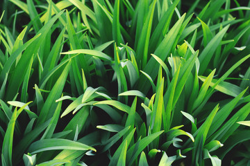 green leaves texture close up. top view