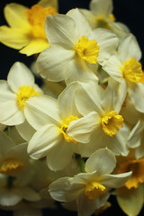 Fototapeta na wymiar Bouquet of daffodils on black background