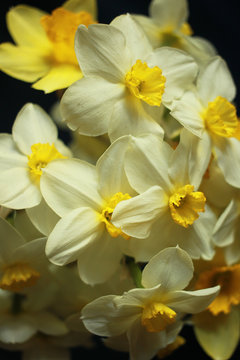 Bouquet of daffodils on black background