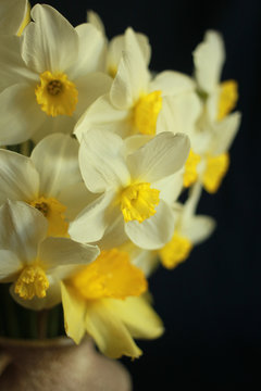Close up bouquet of daffodils in vase on black background
