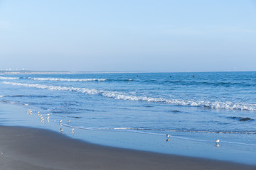 Beach and seagull