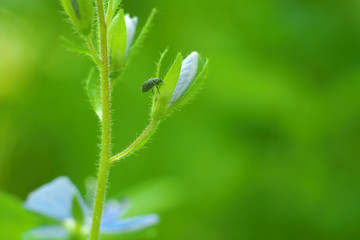 Insects eats on young shoots of plants