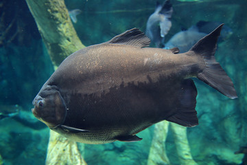 Gray big fish deep in the blue sea under water.