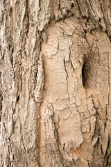 tree trunk bark