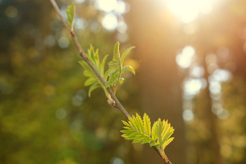 Branch with green leaves in the spring against the backdrop of a forest
