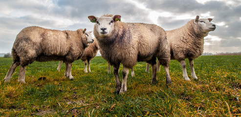 Obraz premium Sheep on the countryside