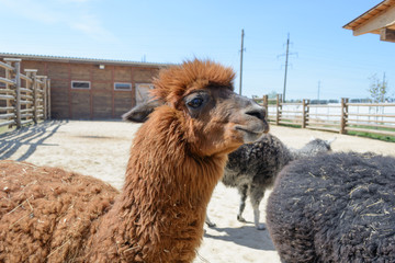 Alpaca in the city zoo