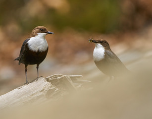 White throated dipper couple feeding