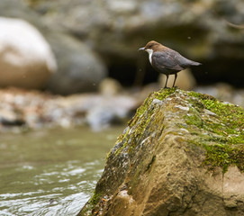 White throated dipper getting food for juveniles