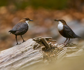 White throated dipper couple feeding