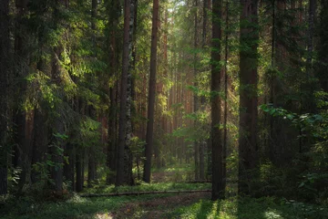 Rolgordijnen Sunlight illuminates the path in a dense forest © smolskyevgeny