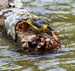 Grey wagtail on a log