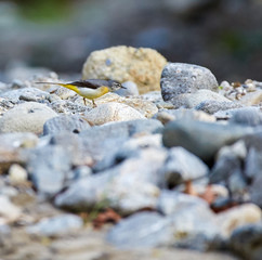 Grey wagtail on rocks