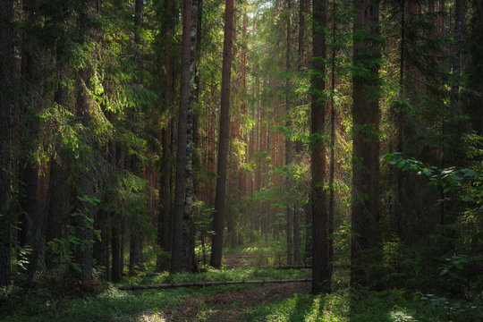 Fototapeta Sunlight illuminates the path in a dense forest
