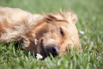 Hund mit Gänseblümchen