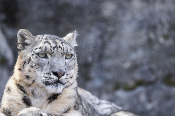 ユキヒョウ
