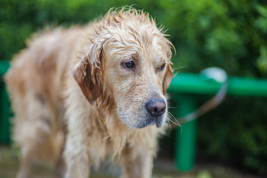 Golden retriever dog that just had a bath