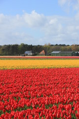 Tulips in a field