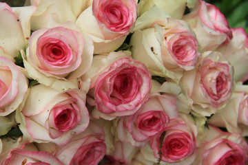 Pink wedding roses
