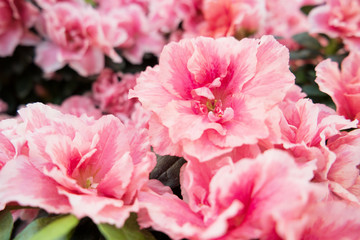 Blossoming azalea close up