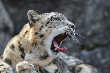 ユキヒョウ