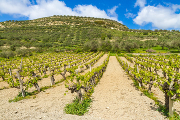 Fototapeta na wymiar Grapevines in spring time, hill, olive trees and blue sky in background