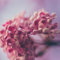 Obraz premium pink cherry blossom under the blue sky.