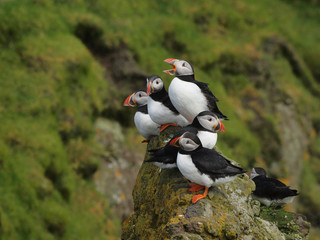 Fototapeta premium Group of puffins on a cliff