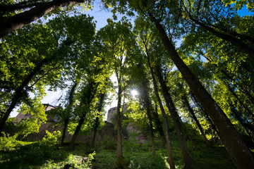 Frühlingswald am Haut Barr