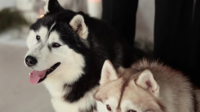 black and brown dog husky