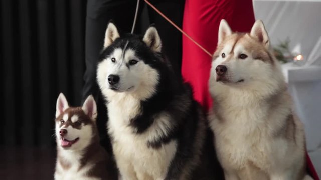 sit three husky dogs on the floor