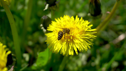 Bee is collecting pollen from a dandeion