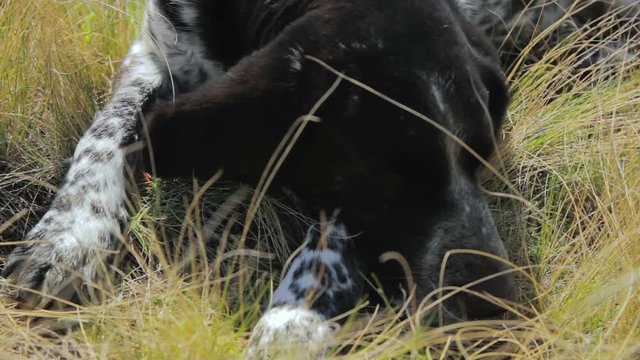 The hunting dog lies in the green grass
