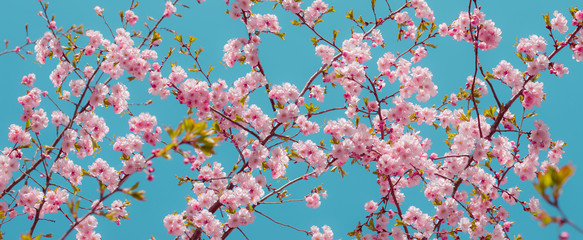 Naklejki  Sakura blossom - brunche z delikatnymi różowymi kwiatami wiśni japońskiej
