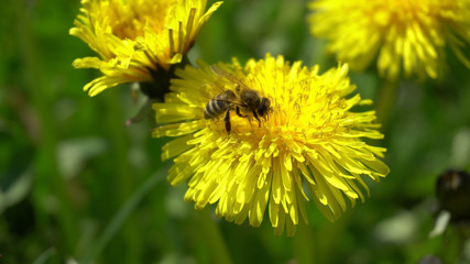 Bee is collecting pollen from a dandeion