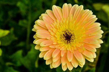 Gerbera daisy flower