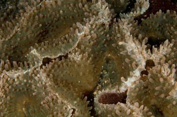 Sea anemones